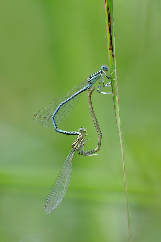 Accoppiamento platycnemis pennipes ? - S